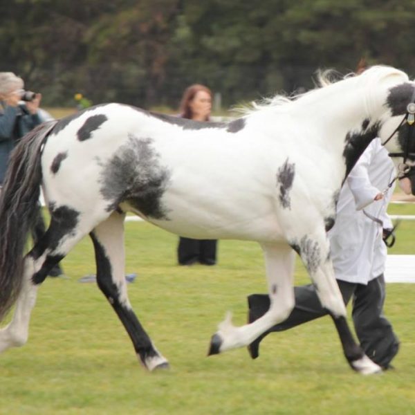 Clydesdale Cross Sport Horse Association Promoting the Clydesdale