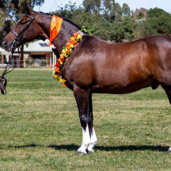 Gallery – Clydesdale Cross Sport Horse Association